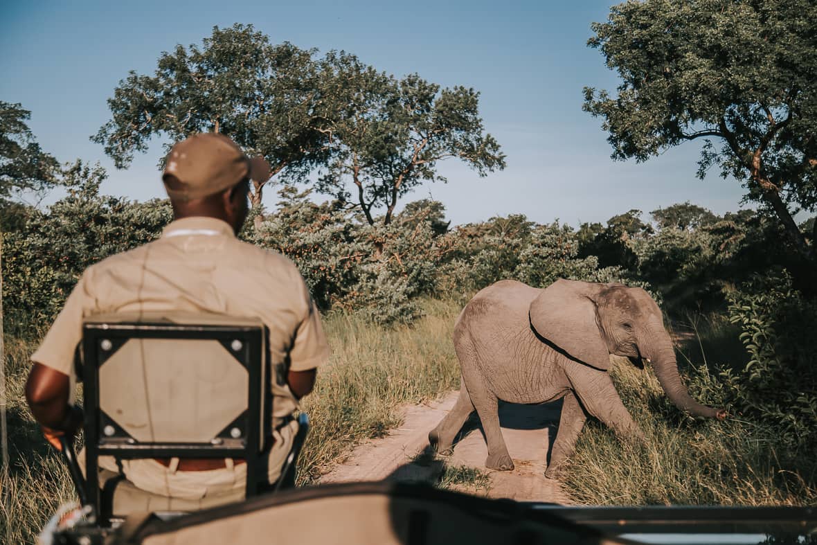 Safari Experience