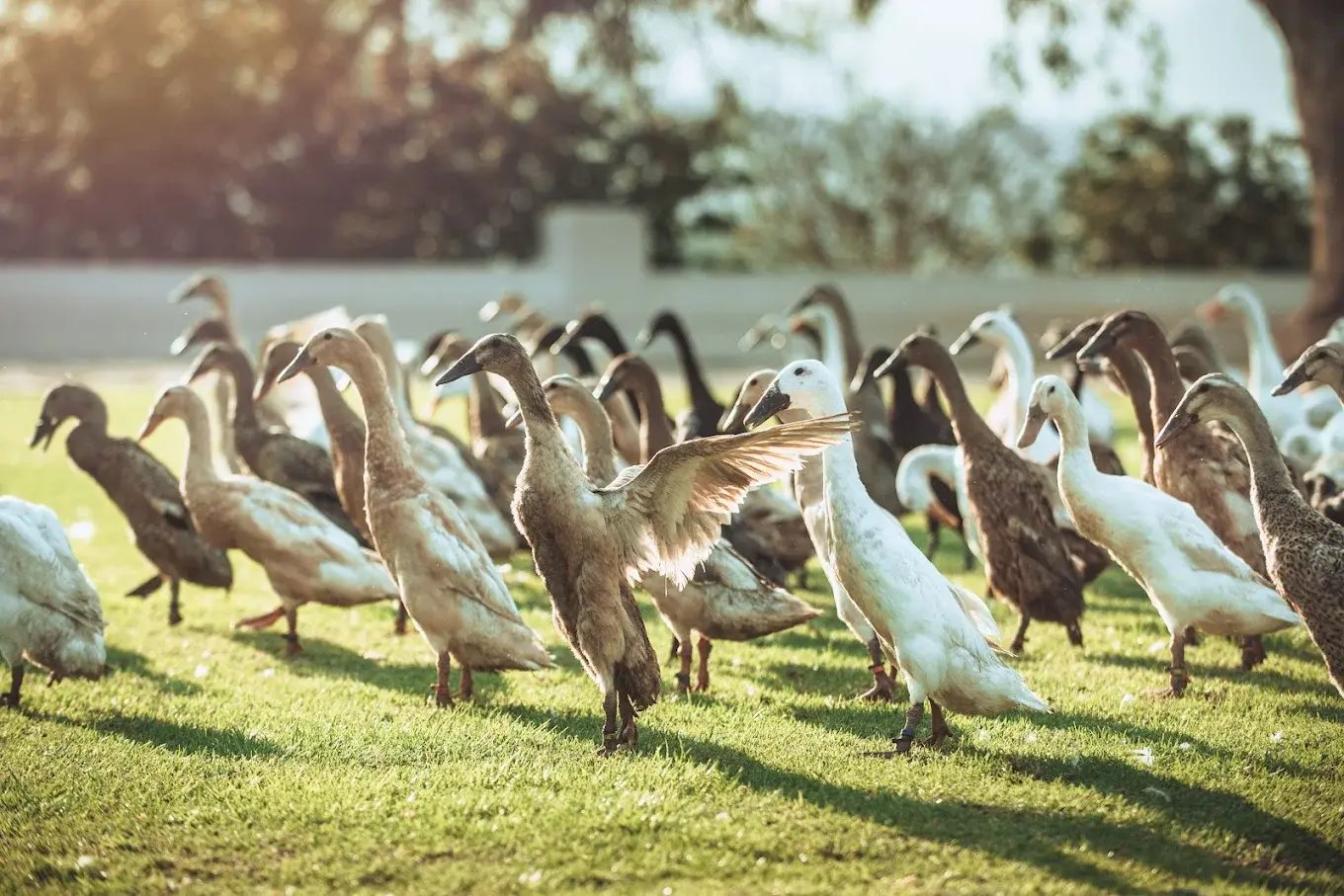 Vergenoegd Löw_Ducks_Reservest